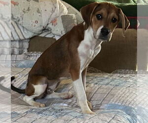 Beagle-Unknown Mix Dogs for adoption in Claremore, OK, USA