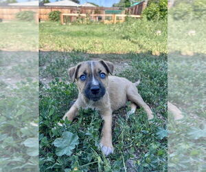 German Shepherd Dog-Unknown Mix Dogs for adoption in Lakewood, CO, USA