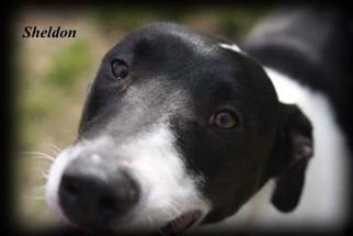 Borador Dogs for adoption in Gulfport, MS, USA