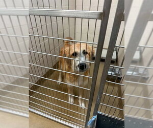 Irish Wolfhound-Unknown Mix Dogs for adoption in Belleville, IL, USA
