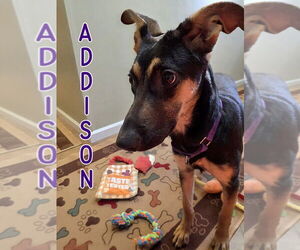 German Shepherd Dog Dogs for adoption in Port Clinton, OH, USA