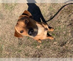 Chinese Shar-Pei-Labrador Retriever Mix Dogs for adoption in Dallas, TX, USA