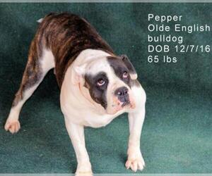 Bulldog Dogs for adoption in Bon Carbo, CO, USA