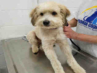 Poodle (Miniature) Dogs for adoption in Peoria, IL, USA