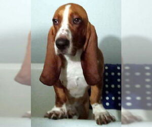 Basset Hound Dogs for adoption in Deepwater, NJ, USA