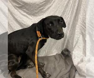 American Pit Bull Terrier-Unknown Mix Dogs for adoption in Modesto, CA, USA