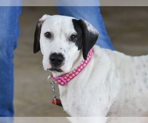 Lab-Pointer Dogs for adoption in Princeton, MN, USA