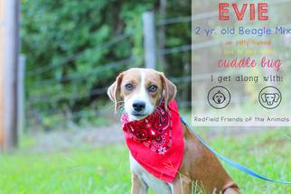 American Foxhound-Beagle Mix Dogs for adoption in Redfield, AR, USA