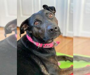 Labrador Retriever-Plott Hound Mix Dogs for adoption in Forest, VA, USA