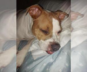 American Staffordshire Terrier Dogs for adoption in San Antonio, TX, USA