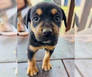 Labrador Retriever-Unknown Mix Dogs for adoption in San Antonio, TX, USA
