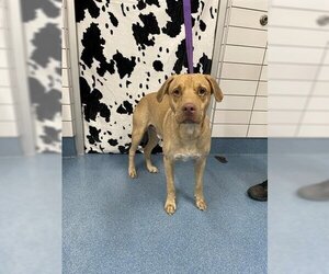 Labrador Retriever Dogs for adoption in Pearland, TX, USA