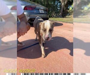 American Pit Bull Terrier Dogs for adoption in West Palm Beach, FL, USA