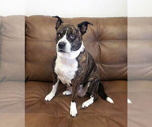 Bullboxer Pit Dogs for adoption in Mt. Gilead, OH, USA