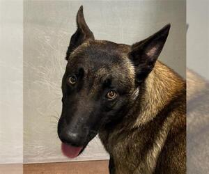 Mutt Dogs for adoption in Bakersfield, CA, USA