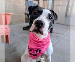 American Pit Bull Terrier-Bull Terrier Mix Dogs for adoption in Denver, CO, USA
