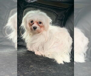Maltese Dogs for adoption in Bellevue, WA, USA