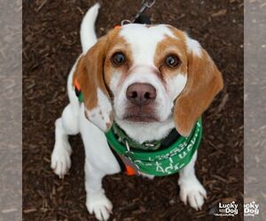 Spaniel-Unknown Mix Dogs for adoption in Washington, DC, USA