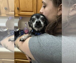 Chihuahua Dogs for adoption in Martinsburg, WV, USA