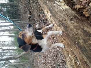 Jack-A-Bee Dogs for adoption in Winder, GA, USA