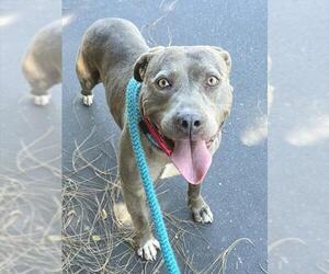 Mutt Dogs for adoption in Sacramento, CA, USA