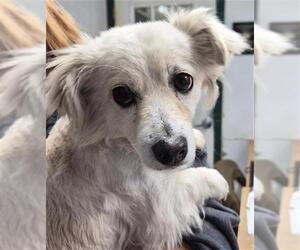 Pomeranian-Unknown Mix Dogs for adoption in Bakersfield, CA, USA