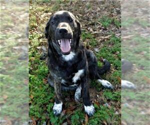 German Shepherd Dog-Mountain Cur Mix Dogs for adoption in Benton, AR, USA
