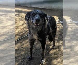 Border-Aussie Dogs for adoption in El Cajon, CA, USA