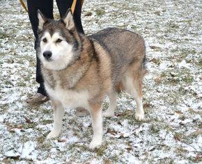 Alaskan Malamute Dogs for adoption in Akron, OH, USA