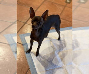 Chihuahua Dogs for adoption in Winter, WI, USA