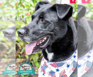 Labrador Retriever-Unknown Mix Dogs for adoption in Kennesaw, GA, USA