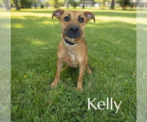 Labrador Retriever-Unknown Mix Dogs for adoption in Ball Ground, GA, USA