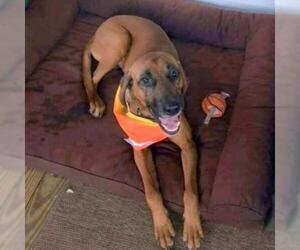 Redbone Coonhound Dogs for adoption in Helena, AL, USA