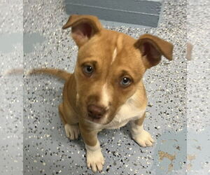 Mutt Dogs for adoption in Emmett, ID, USA