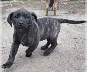 Mutt Dogs for adoption in Decatur, GA, USA