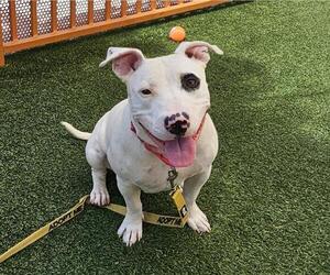 American Pit Bull Terrier-Bull Terrier Mix Dogs for adoption in Las Vegas, NV, USA