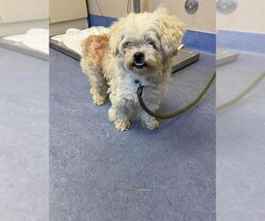 Maltese Dogs for adoption in Santa Maria, CA, USA