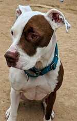 American Staffordshire Terrier Dogs for adoption in Pena Blanca, NM, USA