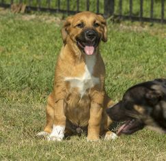 Saint Bernard-Unknown Mix Dogs for adoption in Santa Fe, TX, USA