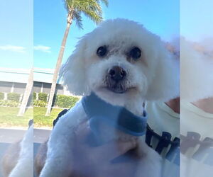 Maltichon Dogs for adoption in Tampa, FL, USA