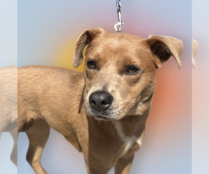 Labrador Retriever-Unknown Mix Dogs for adoption in Rockville, MD, USA