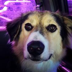 Australian Retriever Dogs for adoption in Montpelier, VT, USA