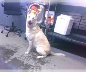 German Shepherd Dog Dogs for adoption in Tallahassee, FL, USA