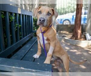 American Pit Bull Terrier-Unknown Mix Dogs for adoption in Pasadena, CA, USA