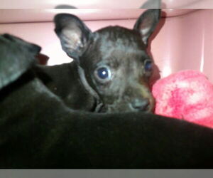 Labrador Retriever-Unknown Mix Dogs for adoption in Ocala, FL, USA