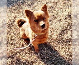 Chow Chow Dogs for adoption in Altus, OK, USA