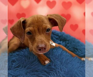 Chihuahua-Unknown Mix Dogs for adoption in Vail, AZ, USA