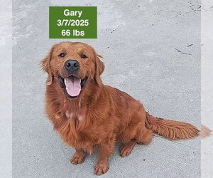 Golden Retriever Dogs for adoption in West Hollywood, CA, USA