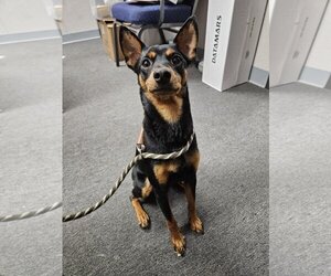 Small Miniature Pinscher Mix