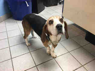 Bagle Hound Dogs for adoption in Canfield, OH, USA